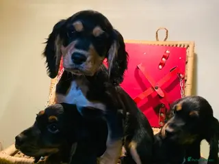 Cocker Spaniel dogs 3 Game-keeper bred Working Cocker Spaniel pups - Advert 1