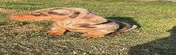 Miniature Dachshund dogs for sale: Miniature dachshund pups.KC reg&council licensed - Advert 6
