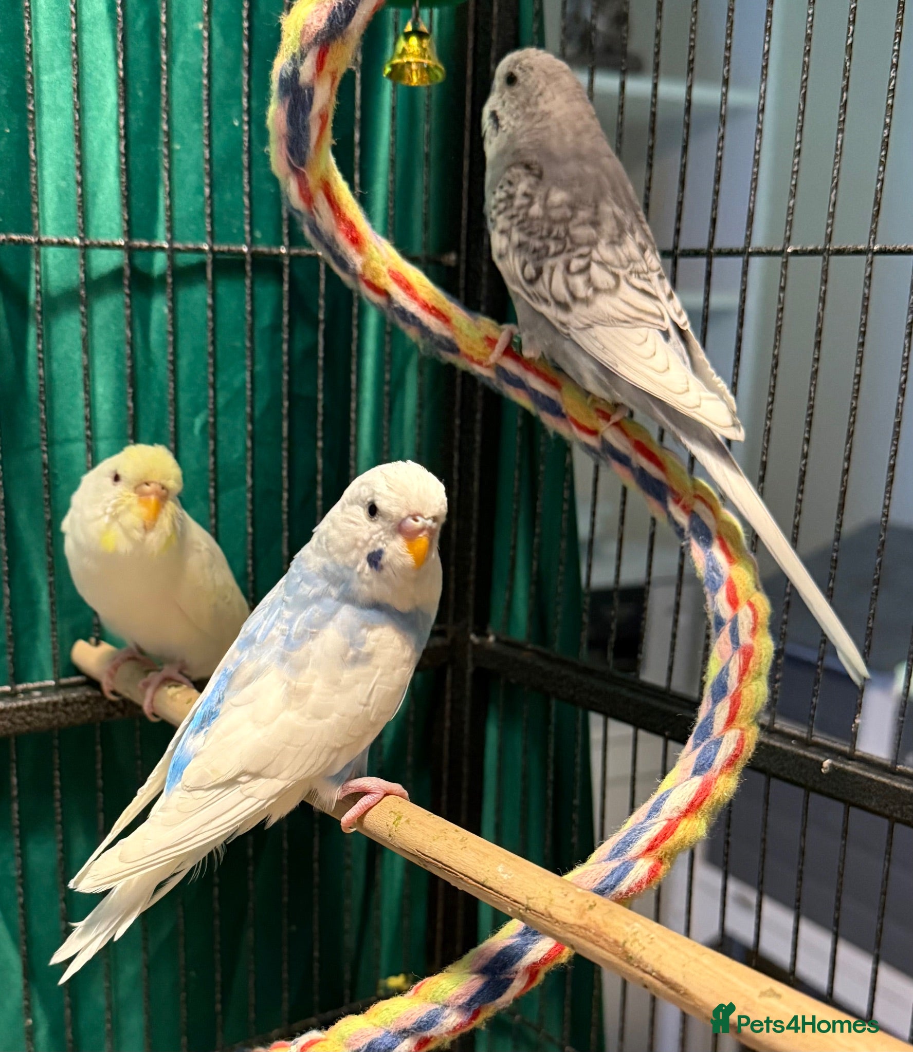 Budgerigars birds young  budgies available  Wa7  area   - Advert 1