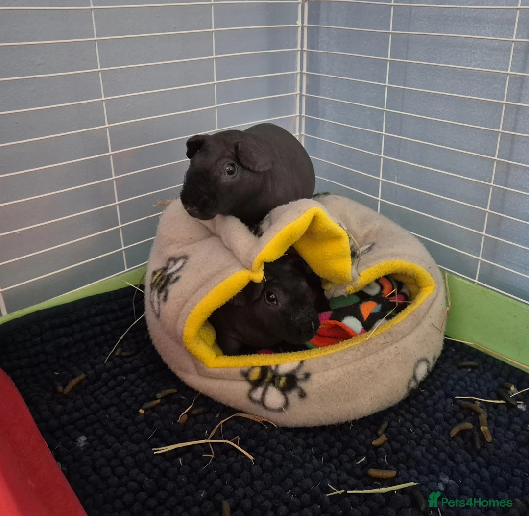 Guinea Pig rodents for sale: 2 male skinny pigs - Advert 3
