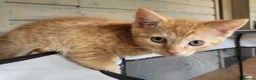 Mixed Breed cats for sale: Stunning Part Siamese Kittens. in Wrexham - Advert 5