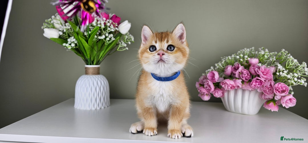 Scottish Fold cats for sale: READY NOW - TICA - SCOTTISH STRAIGHT BOY, NY12. - Image 23