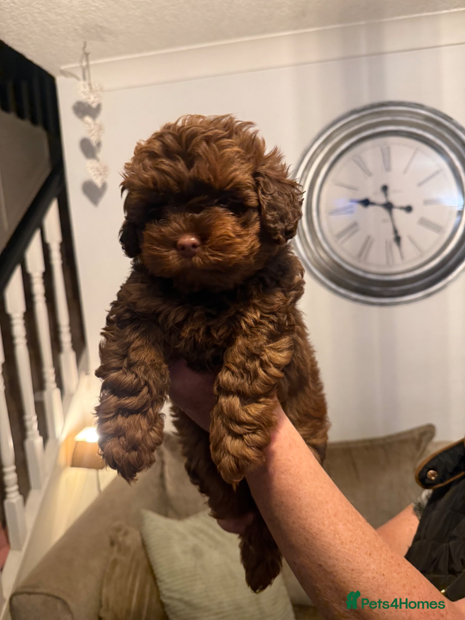 Shihpoo dogs Shihpoo’s for sale x3  - Advert 6