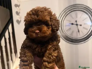 Shihpoo dogs Shihpoo’s for sale x3 - Advert 12