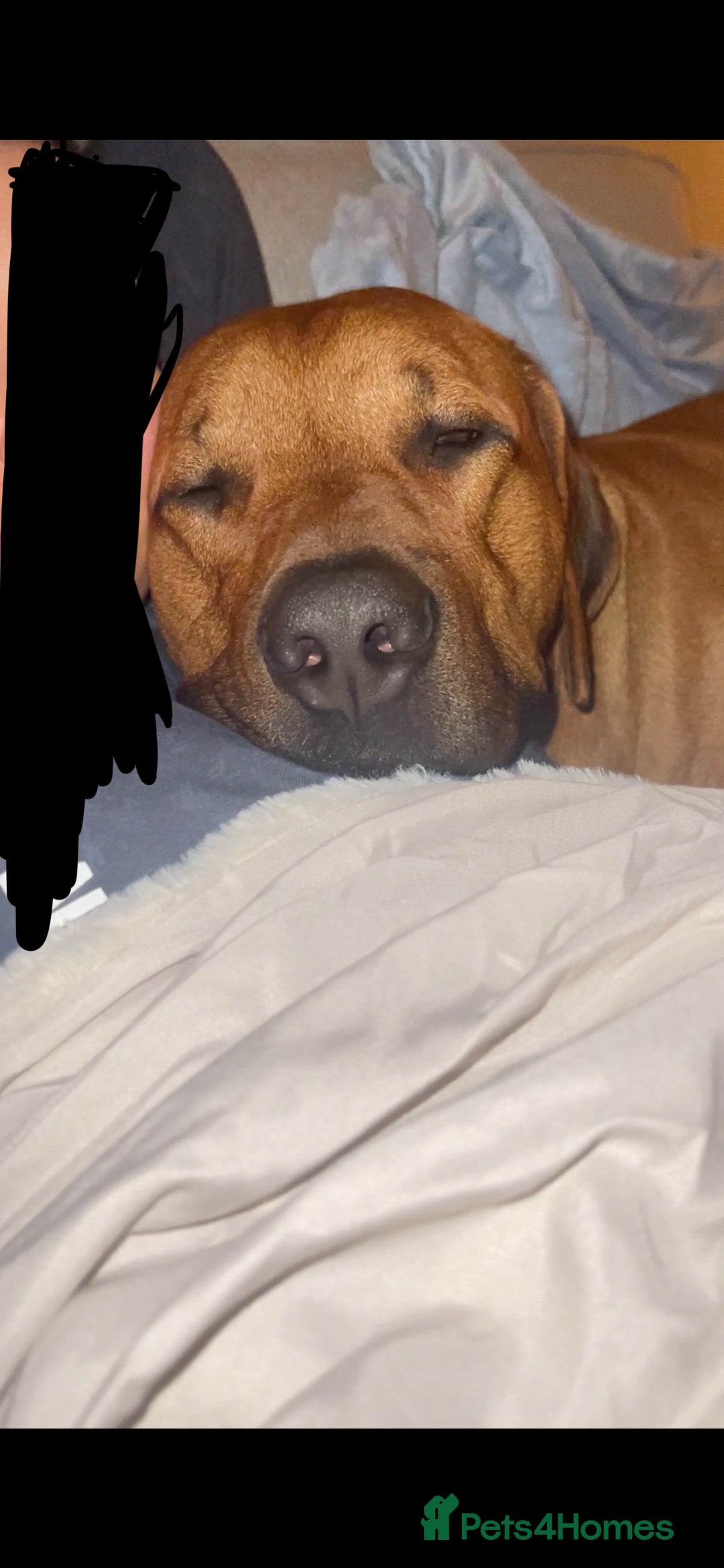Rhodesian Ridgeback dogs for stud: Stud Rhodesian Ridgeback Stanley.  - Image 9