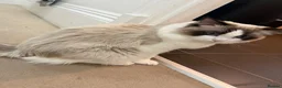 Ragdoll cats for sale: TICA Reg. Championship bloodline Ragdoll kitten - Advert 4