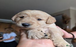 Labradoodle dogs for sale: F1 standard Labradoodle puppies  - Image 29