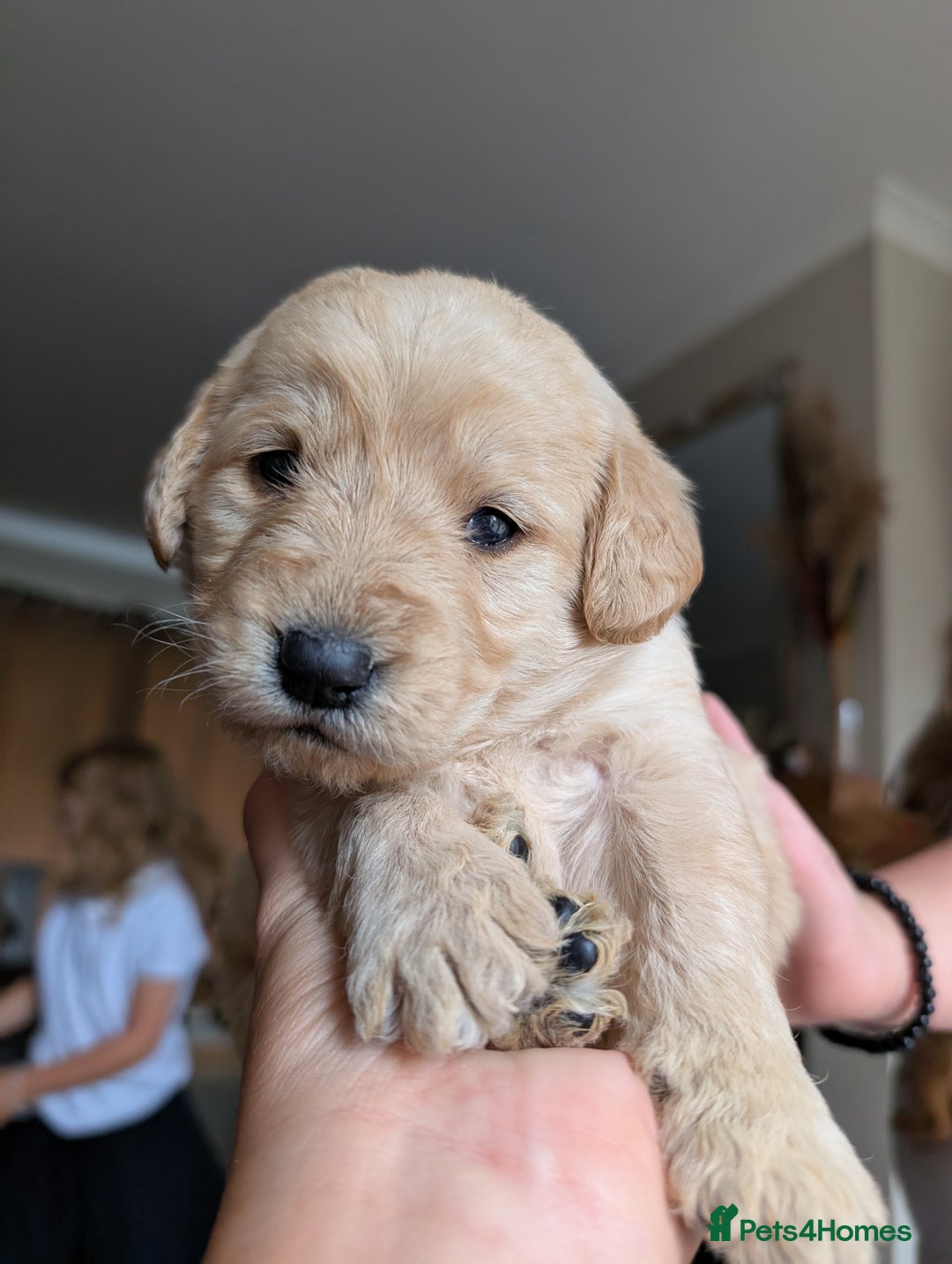 Labradoodle dogs for sale: F1 standard Labradoodle puppies  - Image 29