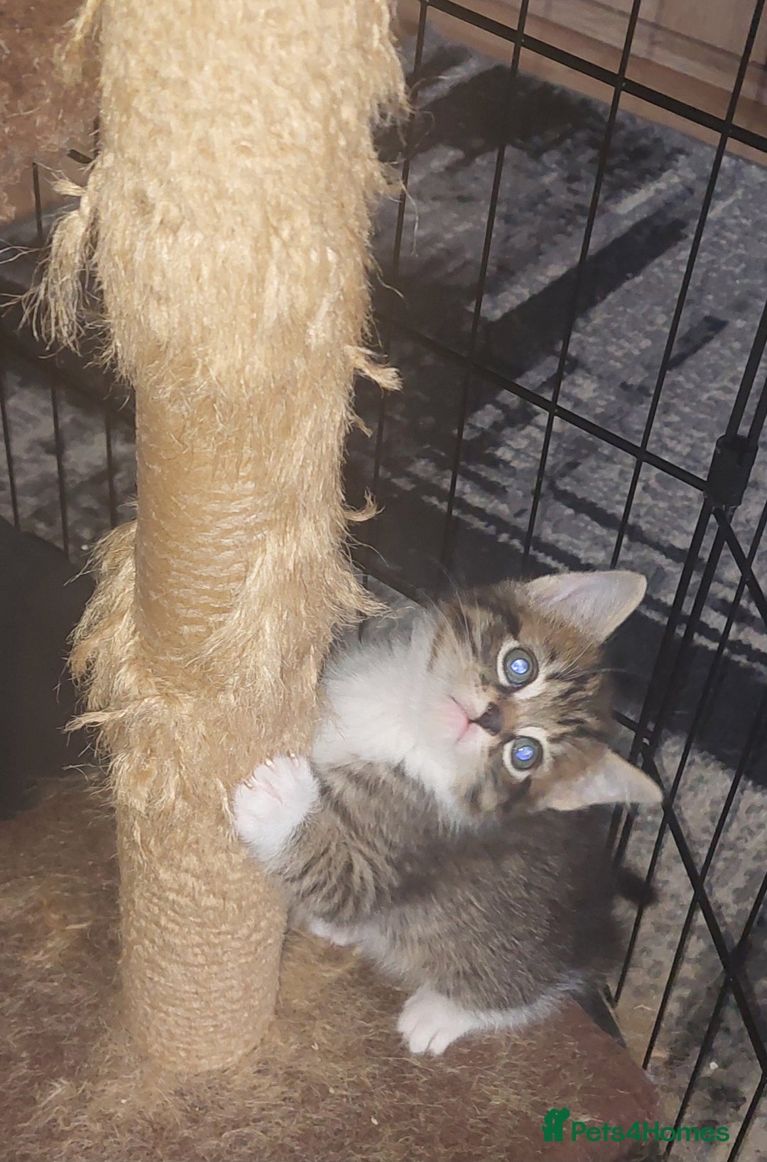 Mixed Breed cats for sale: 2 kittens male - Advert 14