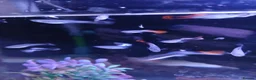 Live Bearers fish for sale: Guppies tropical fish mixed sexes - Advert 4