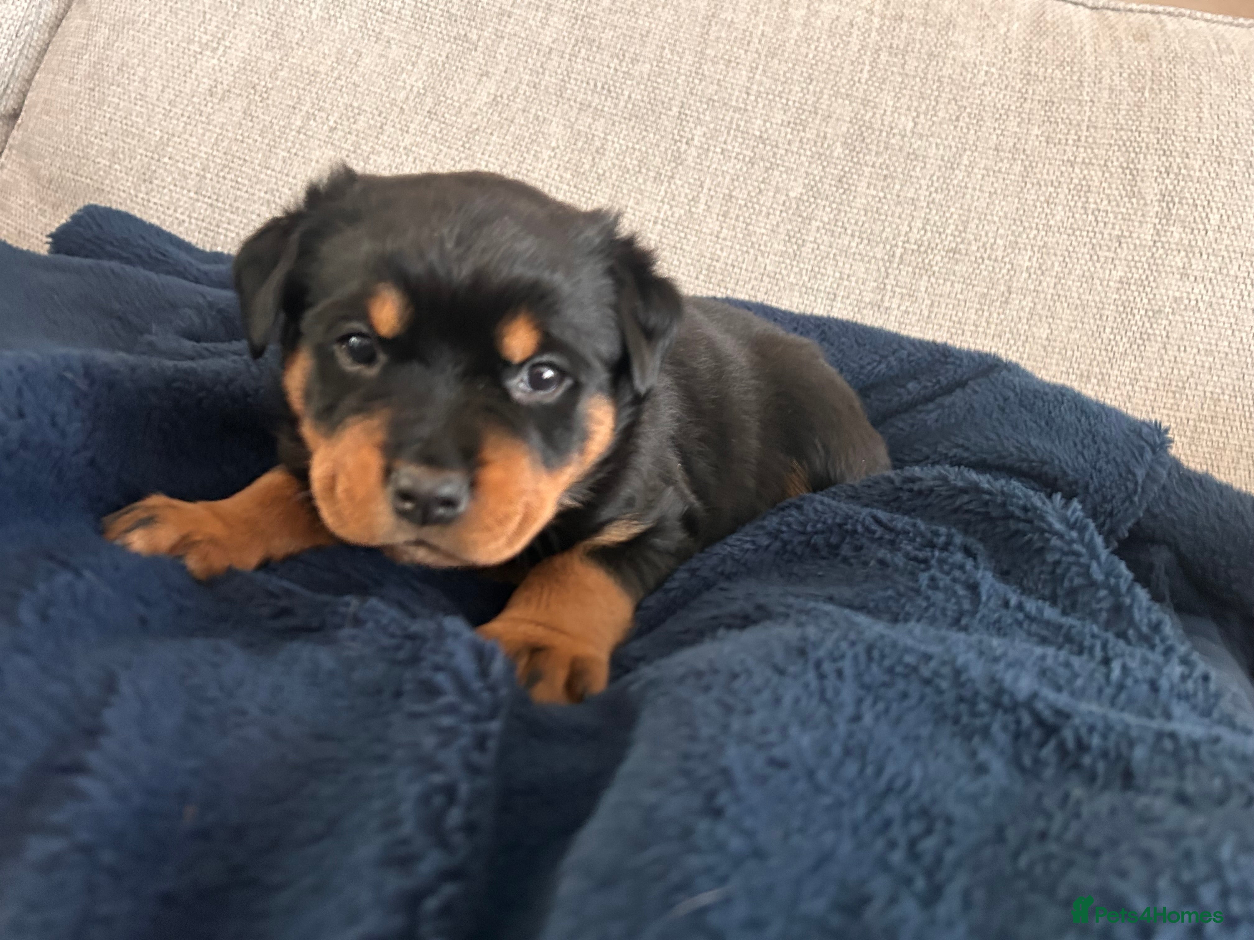Rottweiler Puppy 3