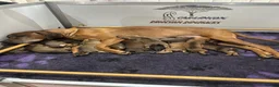 Rhodesian Ridgeback dogs for sale: Rhodesian Ridgeback puppies  - Advert 2