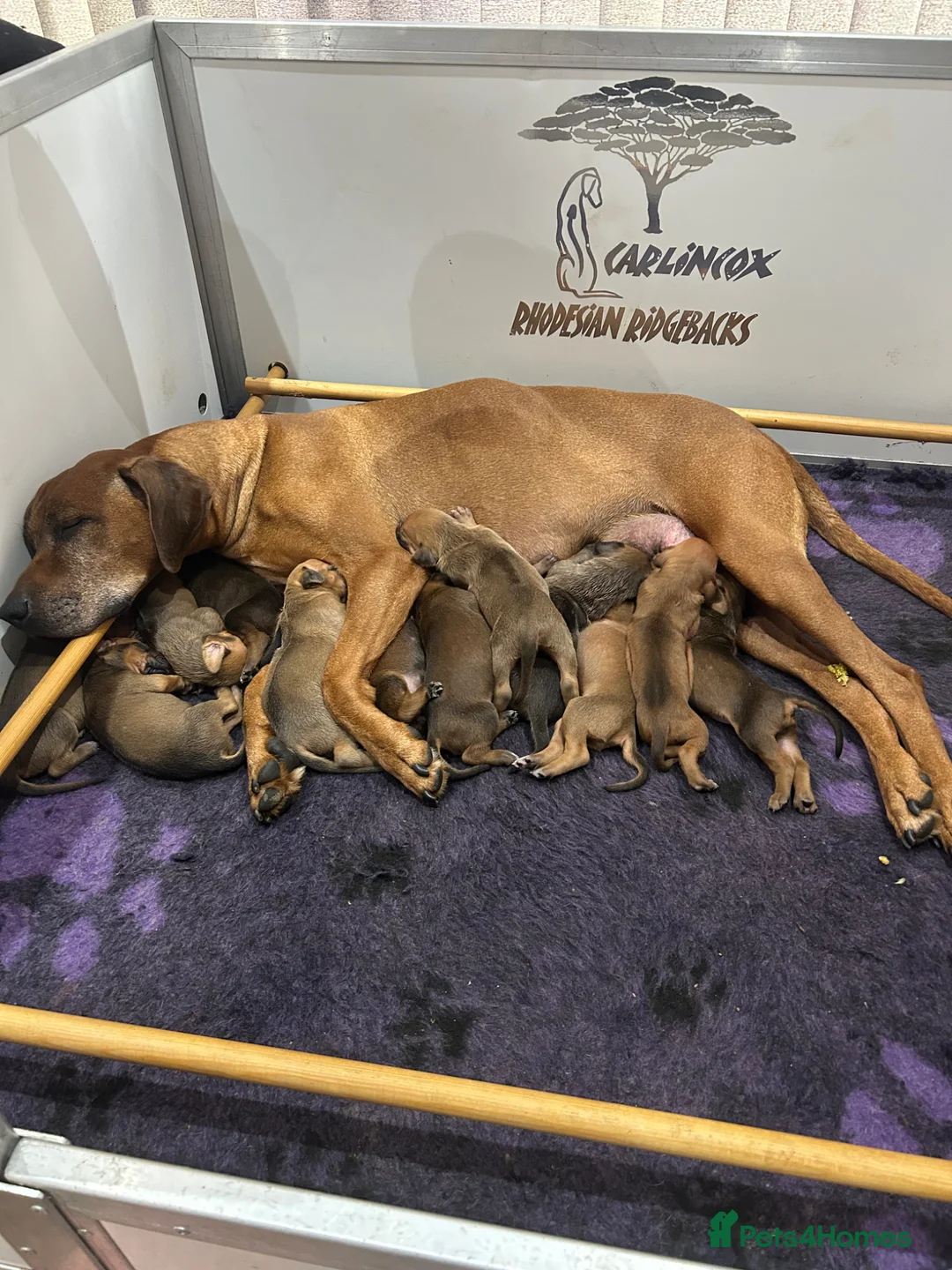 Rhodesian Ridgeback dogs for sale: Rhodesian Ridgeback puppies  - Advert 2