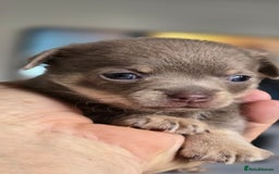 Chihuahua dogs for sale: Two males Chihuaha pups - Image 2