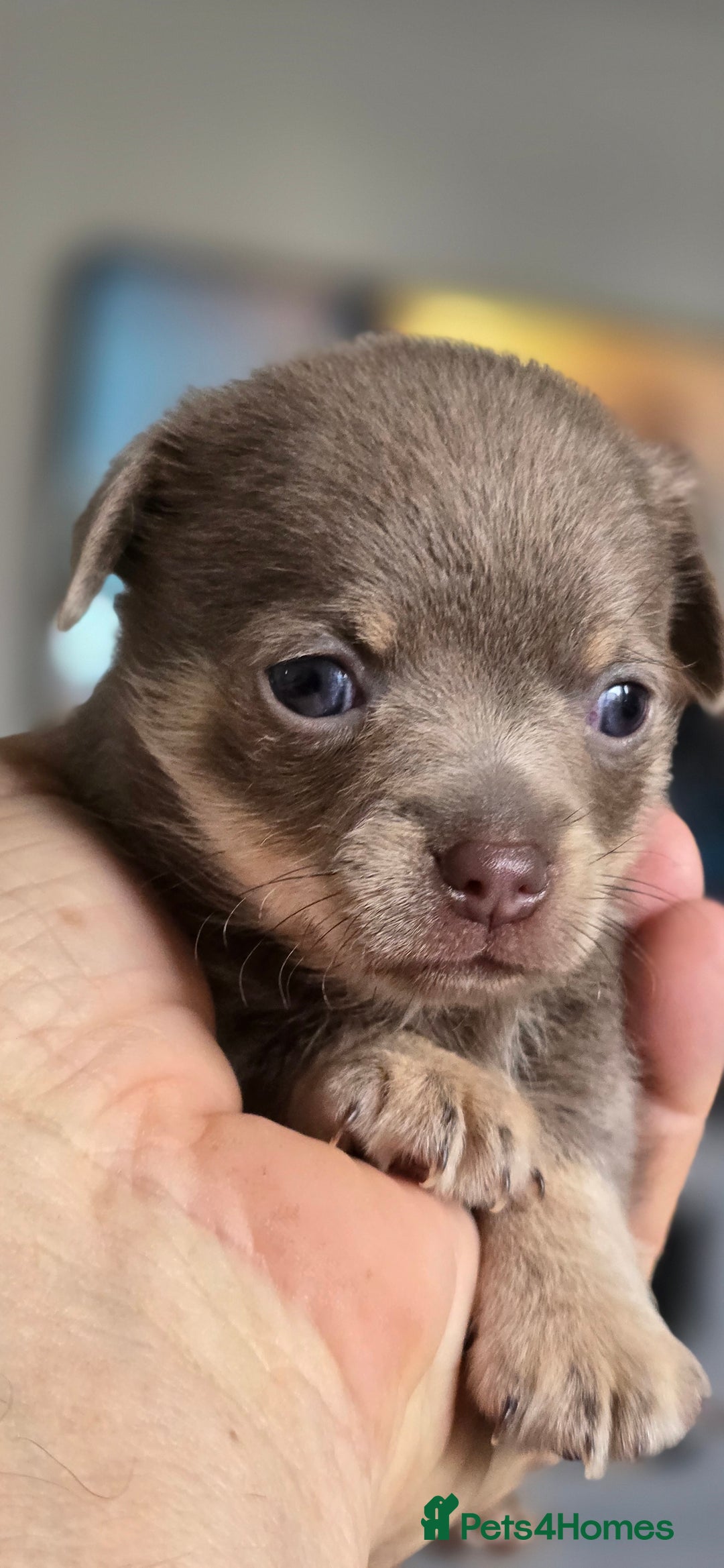Chihuahua dogs for sale: Two males Chihuaha pups - Image 2