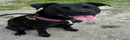 Mixed Breed dogs for sale: Wonderful Family Dog Looking for Her Forever Home - Advert 2