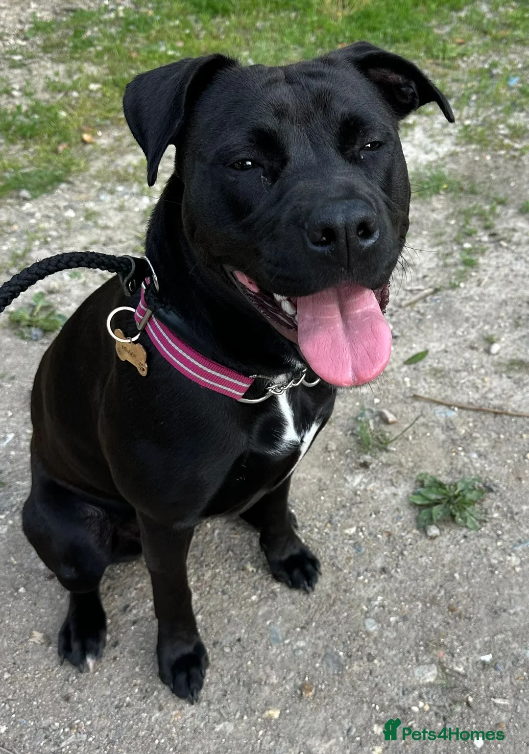 Mixed Breed dogs for sale: Wonderful Family Dog Looking for Her Forever Home - Advert 2