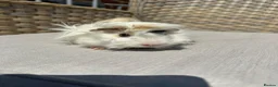 Guinea Pig rodents for sale: 5 Handsome long haired male guinea pigs. - Advert 13