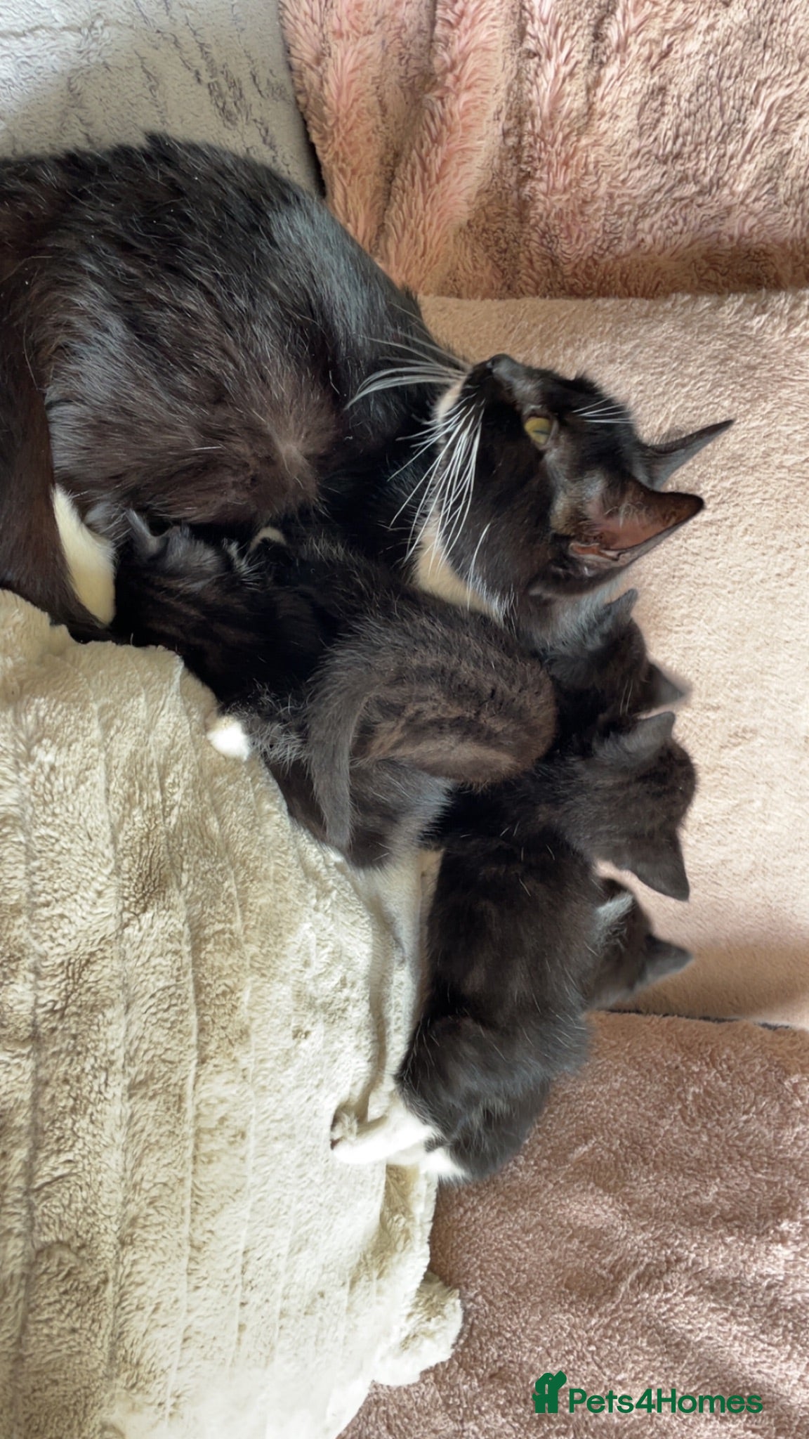 Mixed Breed cats 4 black and white kittens for sale  - Advert 3