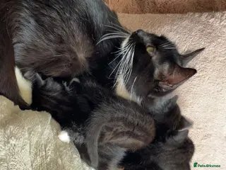 Mixed Breed cats 4 black and white kittens for sale - Advert 3