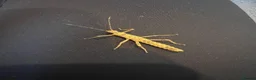 Stick Insects invertebrates for sale: Giant thorny stick insects for sale  - Advert 9