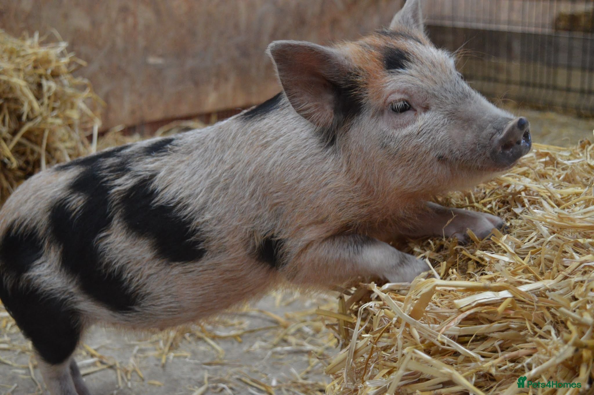 Pig livestock Mini/Micro Piglets 3 girls, 1 castrated male - Advert 2