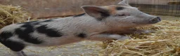 Pig livestock for sale: Mini/Micro Piglets 3 girls, 1 castrated male - Advert 2
