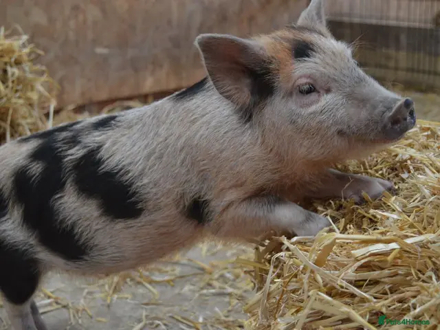 Pig livestock for sale: Mini/Micro Piglets 3 girls, 1 castrated male - Advert 2