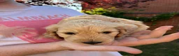 Cockapoo dogs for sale: 6 Gorgeous F1 Cockapoo puppies!!  - Advert 11