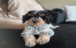 Cockapoo dogs for stud: **Proven** Cockapoo X Cavapoochon Stud - Image 25