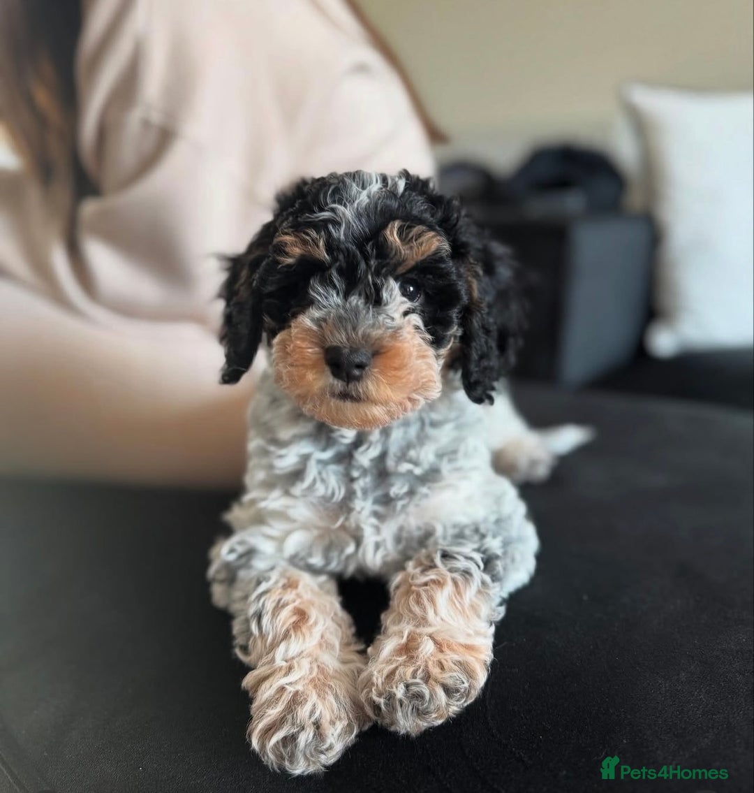 Cockapoo dogs for stud: **Proven** Cockapoo X Cavapoochon Stud - Image 25