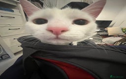 Mixed Breed cats for sale: Urgent re homing - Image 4