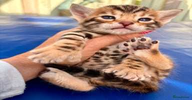 Keetso cats - Advert 2