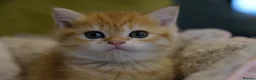 British Shorthair cats for sale: Stunning BSH Golden Boy TICA reg pedigree  - Advert 9