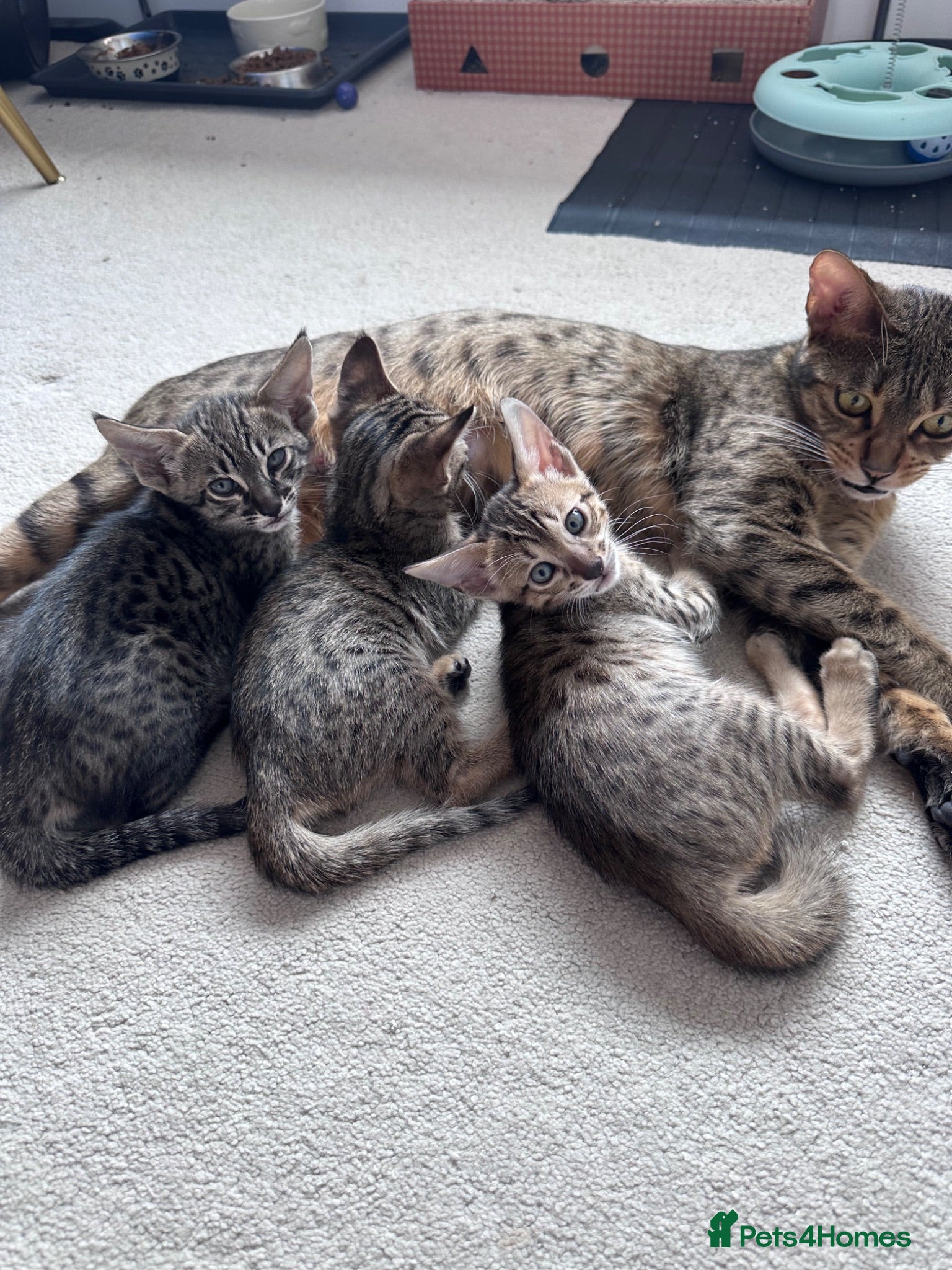 Savannah cats 🏆 TICA Registered Savannah F4 Kittens - Advert 1