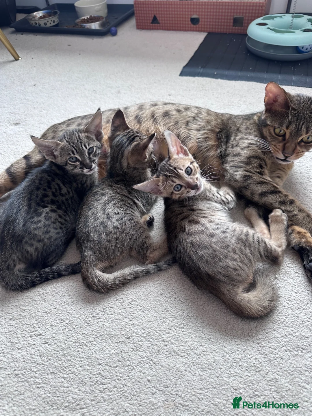 Savannah cats for sale: LAST KITTEN AVAILABLE🏆F4 TICA Registered Savannah - Advert 2