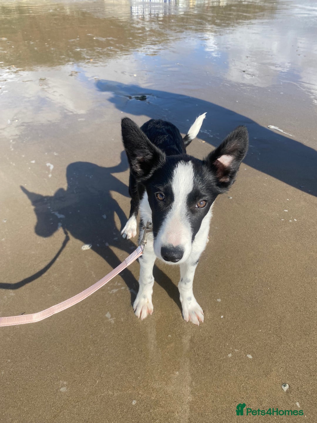 Border Collie dogs for sale: Misty - Advert 4