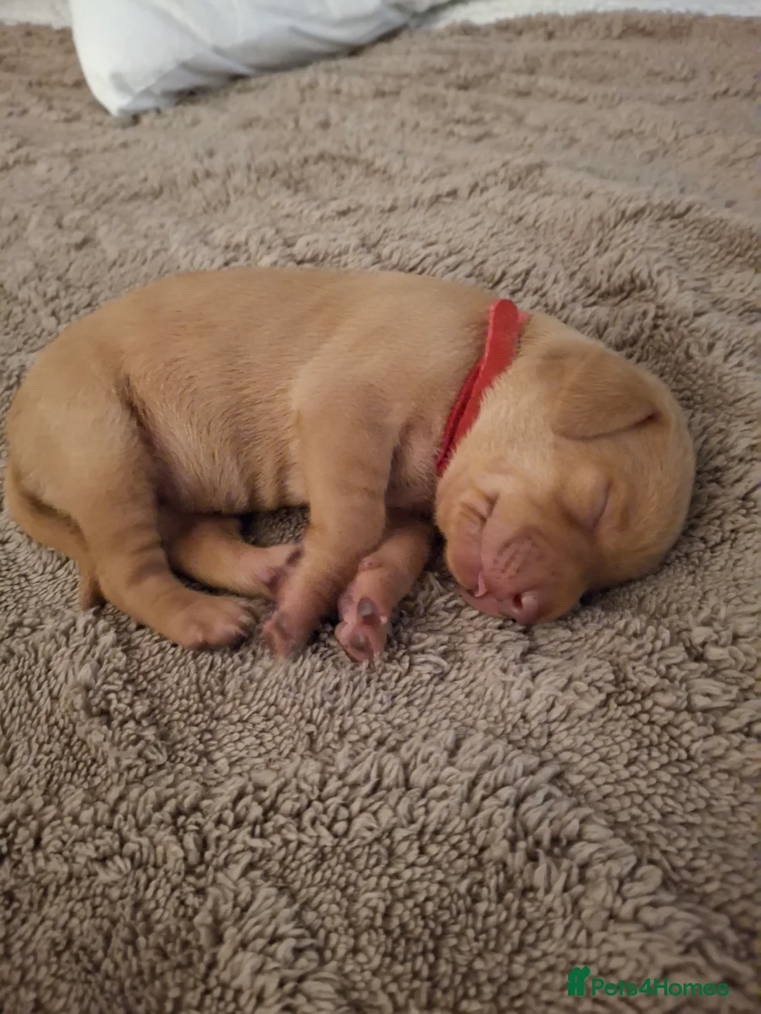 Hungarian Vizsla dogs for sale: Hungarian vizsla for sale  - Advert 8