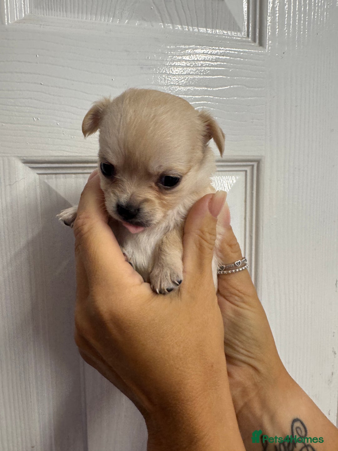 Chug dogs for sale: 6 beautiful chug puppies for sale ❤️ - Image 21