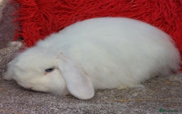 Mini Lop rabbits for sale: Vaccinated minilop cash buck  & doe  - Image 6
