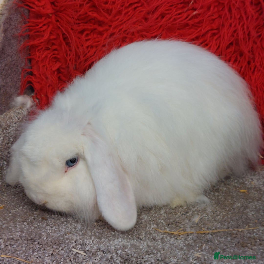 Mini Lop rabbits for sale: Vaccinated minilop cash buck  & doe  - Image 6