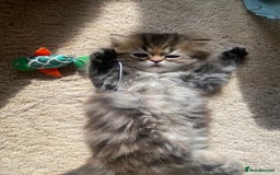 Persian cats for sale: Persian kitten still looking for her forever home  in Gateshead - Image 8