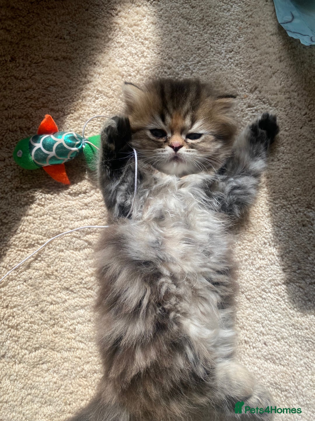 Persian cats for sale: Persian kitten still looking for her forever home  in Gateshead - Image 8