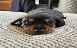 Miniature Dachshund dogs for sale: Beautiful Pedigree Miniature Dachshund Puppies - Image 14