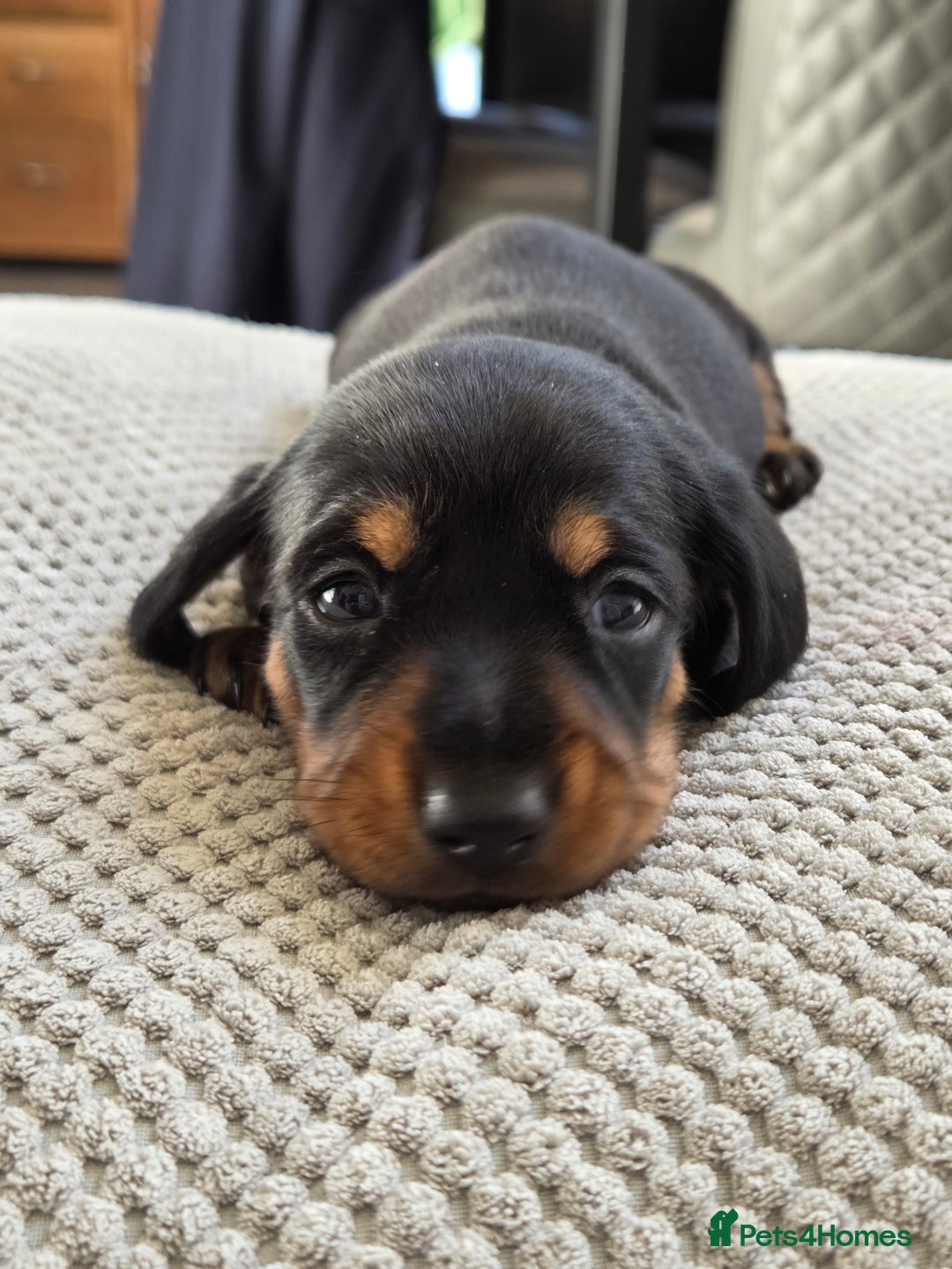 Miniature Dachshund dogs for sale: Beautiful Pedigree Miniature Dachshund Puppies - Image 14