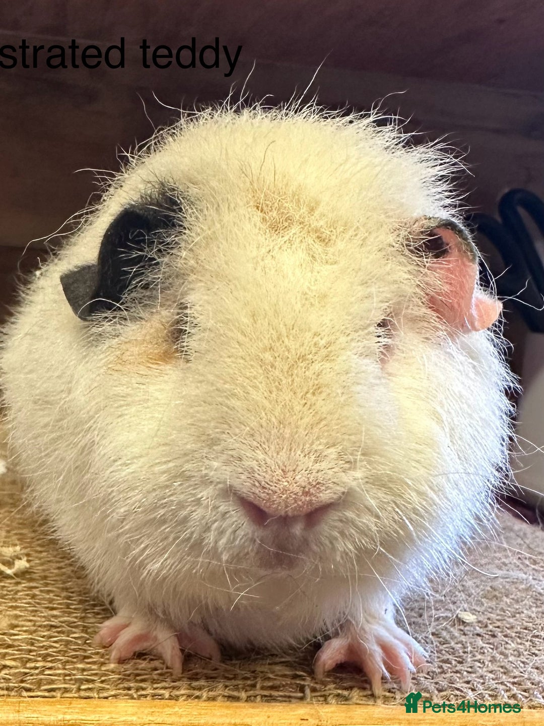 Guinea Pig rodents for sale: Teddy,Swiss and pet guinea pigs - Advert 7