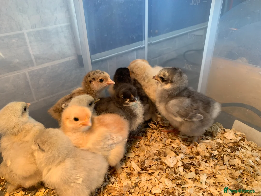 Chickens poultry for sale: Pekin bantams chicks - Advert 12