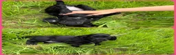 Cocker Spaniel dogs for sale: KC Registered Working Cocker Spaniels - Advert 17