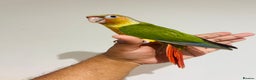 Conures birds for sale: Hand reared conures for sale  - Advert 12