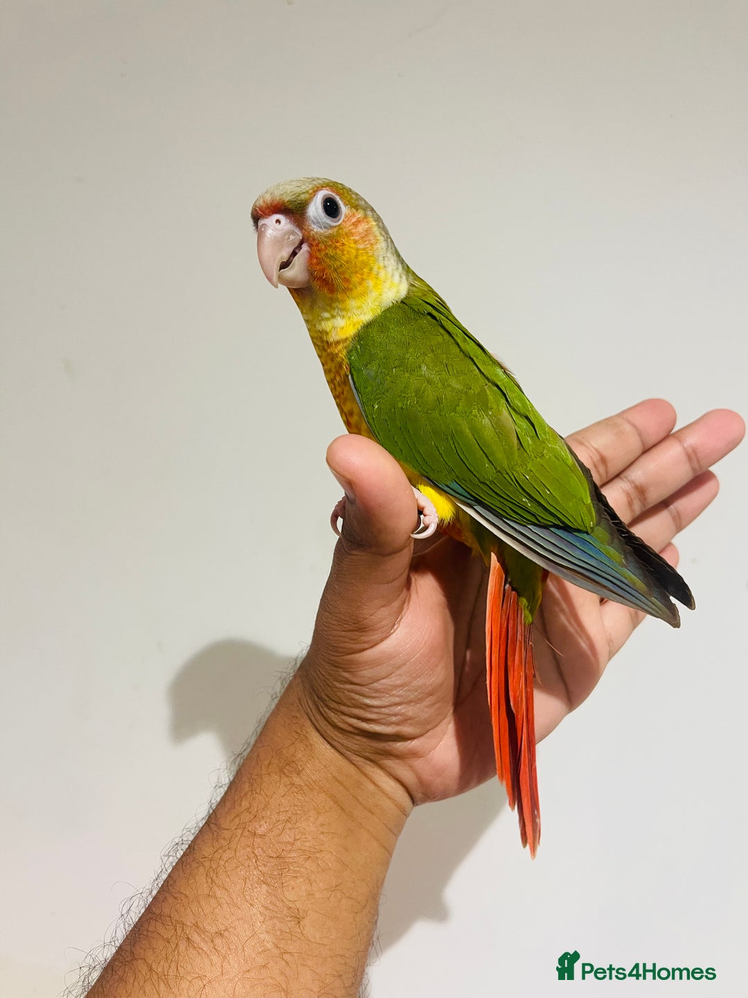 Conures birds for sale: Hand reared conures for sale  - Advert 12